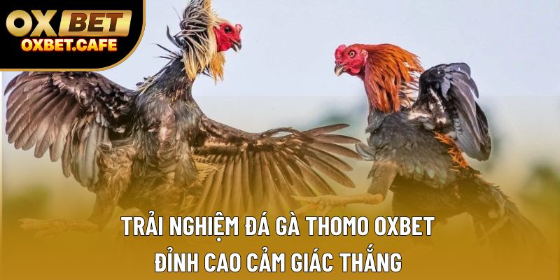 Trải Nghiệm Đá Gà Thomo OXBET – Đỉnh Cao Cảm Giác Thắng