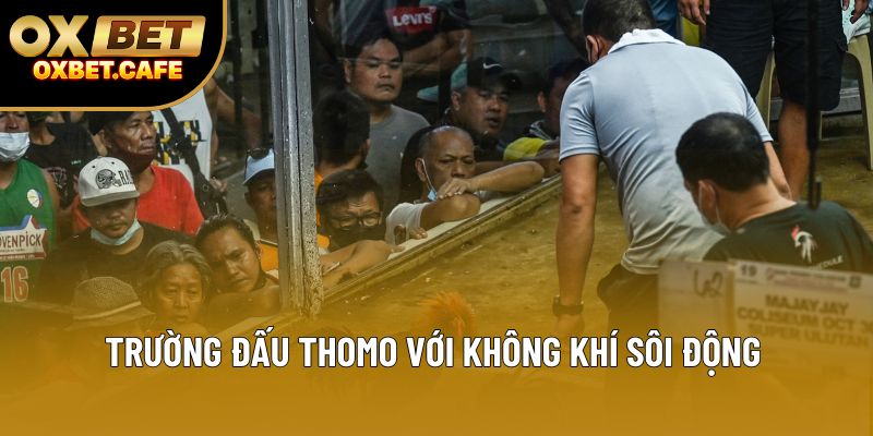 Trường đấu Thomo với không khí sôi động Trường đấu Thomo với không khí sôi động